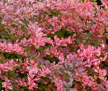 Berberis Lime Glow