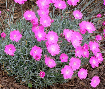 cheddar pinks Dianthus gratianopolitanus