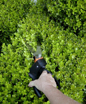 topiary clippers