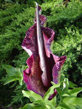 Dracunculus_vulgaris