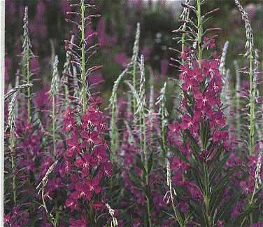 willowherb.jpg