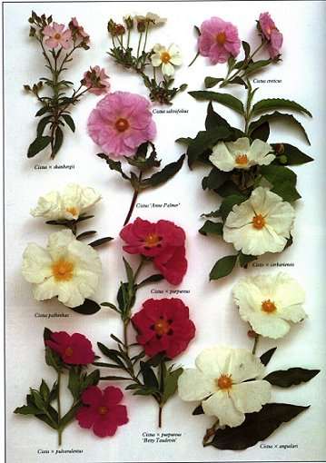 cistus01r.jpg