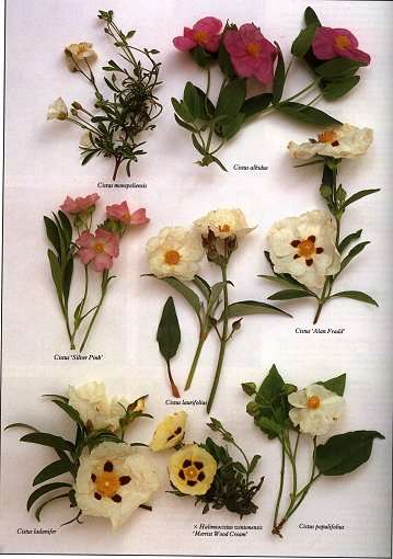 cistus02r.jpg