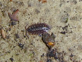 Woodlouse02.jpg