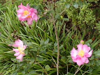 Camellia sansanqua