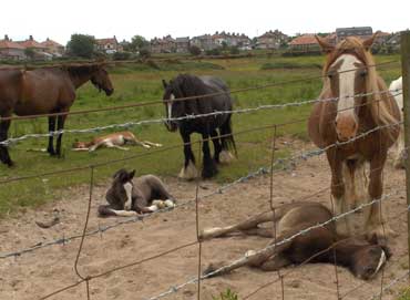 sleeping horses