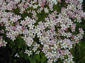 Saxifraga01.jpg