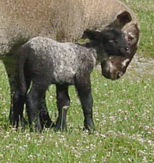 lamb