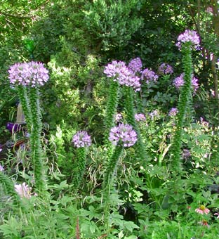 cleome