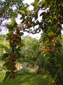 fruited tree summer