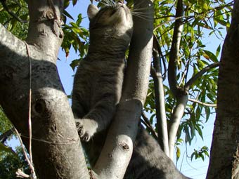 mog in branches