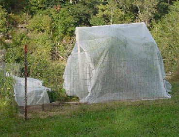 frost tents