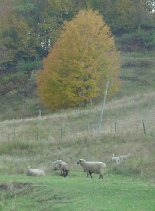 yellow tree