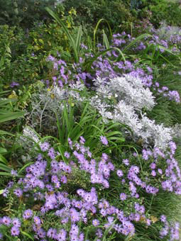 native aster