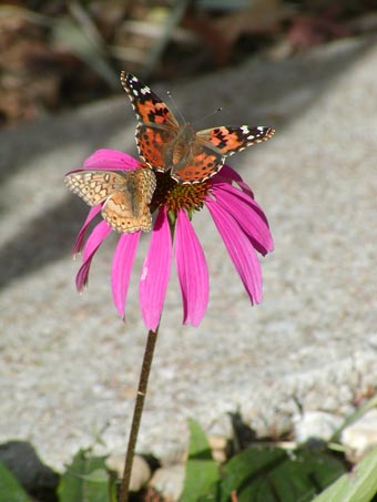 Painted Lady