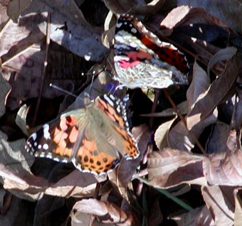 Painted Ladies on Lavender