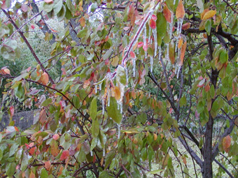 iced crab apple