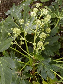 Fatsia