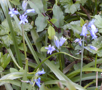 surrogate bluebells