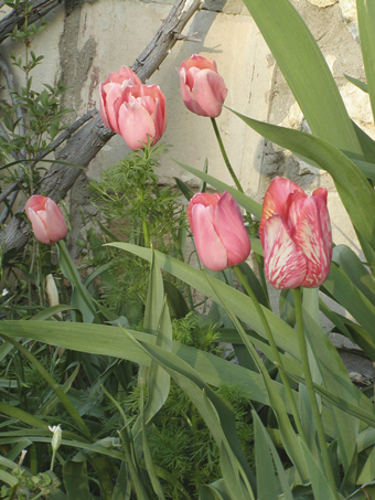 tulips AB