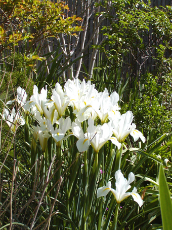 Dutch Iris