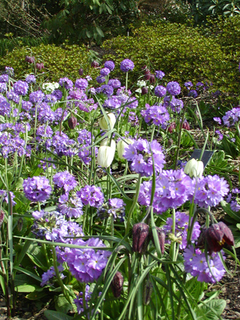 Frits and primroses