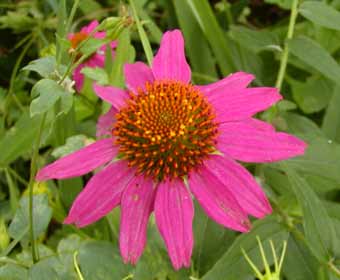 coneflower