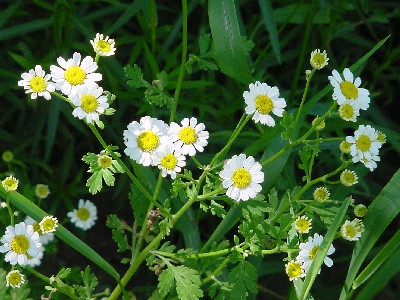 feverfew