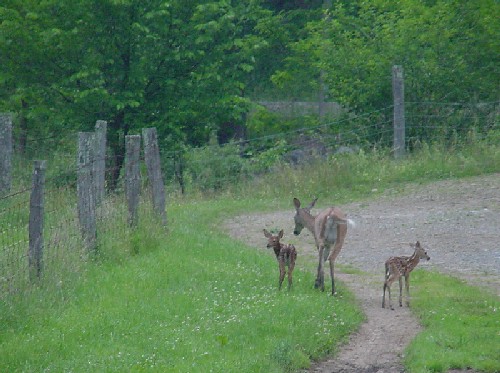 fawns