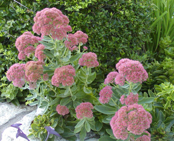 rosy sedum