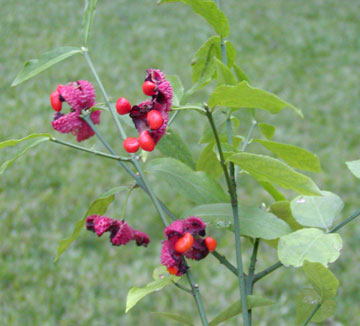 Strawberry bush