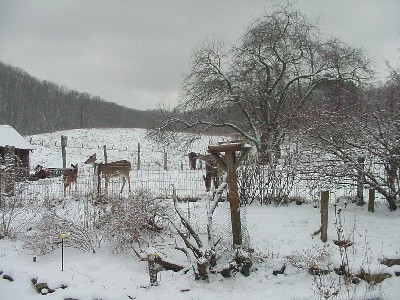 deer and garden