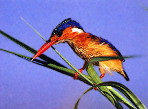 Malachite Kingfisher