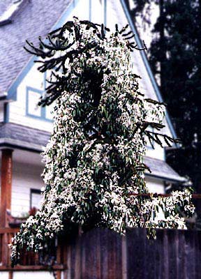 Evergreen Clematis