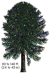 Monkey Puzzle Tree